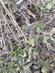 Hazardia squarrosa grindelioides