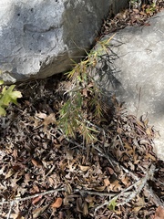 Dichanthelium acuminatum