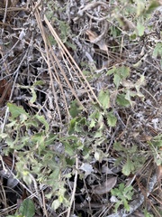 Hazardia squarrosa grindelioides