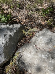 Dichanthelium acuminatum