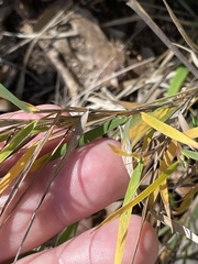 Dichanthelium acuminatum