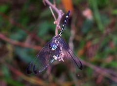 Dythemis nigra