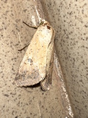 Noctuoidea
