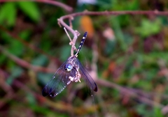 Dythemis nigra