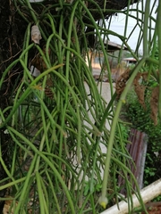 Rhipsalis teres