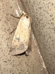 Noctuoidea