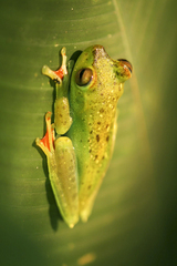 Boana rufitela