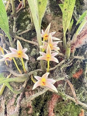 Bulbophyllum affine