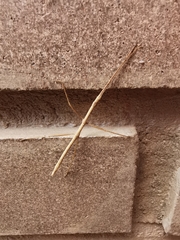 Libethra