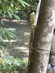 Draco