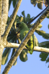 Amazona farinosa virenticeps