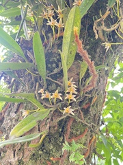 Bulbophyllum affine