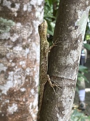 Draco