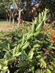 Oenothera