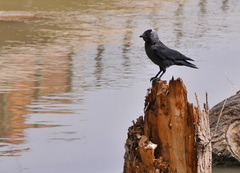 Corvus monedula