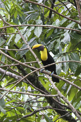 Ramphastos ambiguus