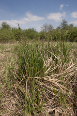 Carex buekii