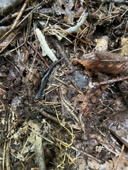 Plethodon mississippi