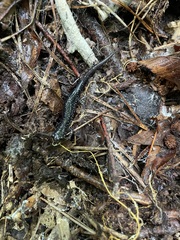 Plethodon mississippi
