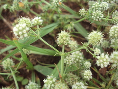 Eryngium nudicaule