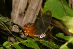 Haetera piera