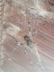 Nephilingis cruentata