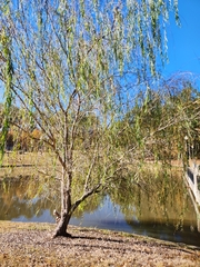 Salix nigra