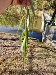 Salix nigra