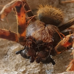 Eriophora fuliginea