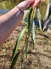 Salix nigra