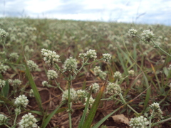 Eryngium nudicaule