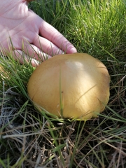 Agaricomycetidae