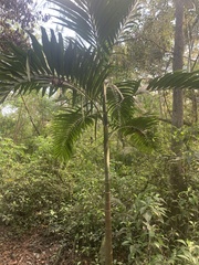 Archontophoenix cunninghamiana