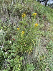 Verbesina virgata