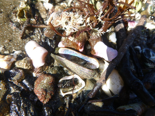 Zelithophaga truncata