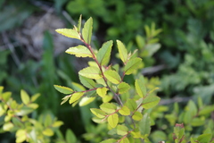 Nothofagus dombeyi