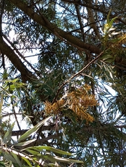 Grevillea robusta