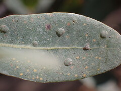 Neuroterus engelmanni