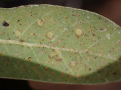 Neuroterus engelmanni