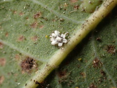 Aleuroplatus coronata