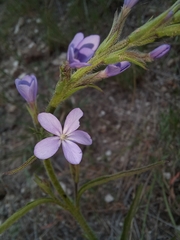 Verbeneae