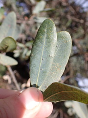 Neuroterus engelmanni