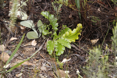 Image of Berkheya carlinoides by (c) Tony Rebelo, some rights reserved (CC BY-SA)