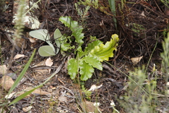 Berkheya carlinoides