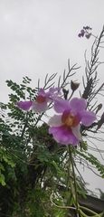 Papilionanthe