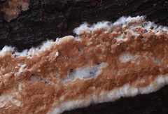 Cylindrobasidium evolvens