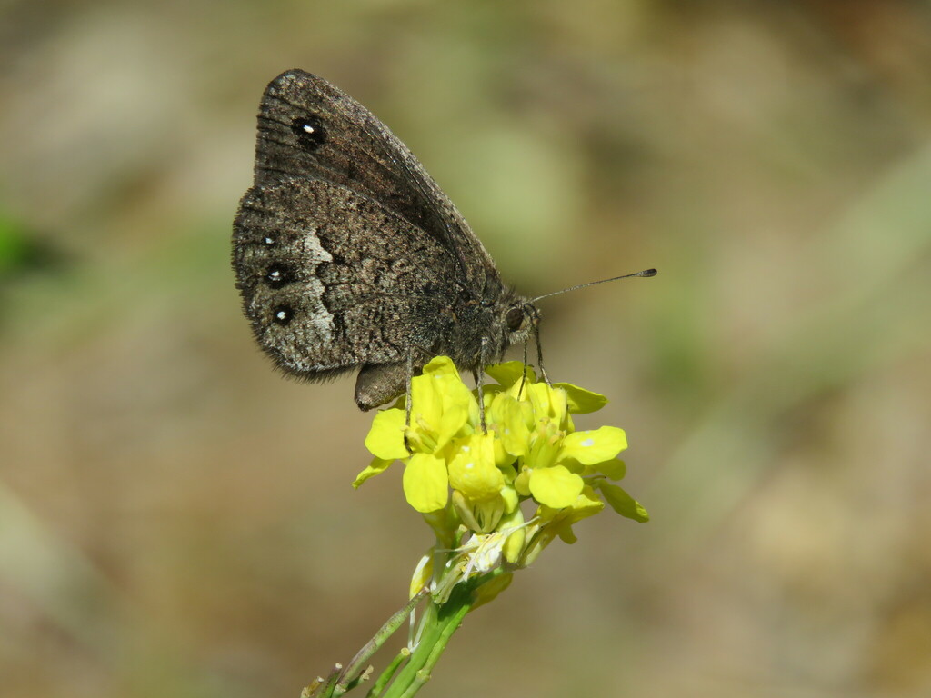 Faunula patagonica