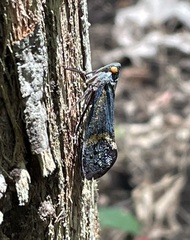 Penthicodes farinosus