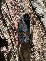 Penthicodes farinosus