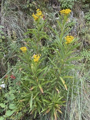 Verbesina virgata